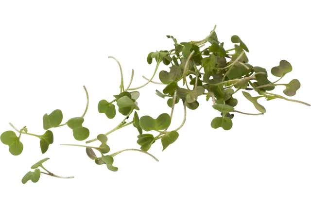 Hot Stuff Cress 20g pièce